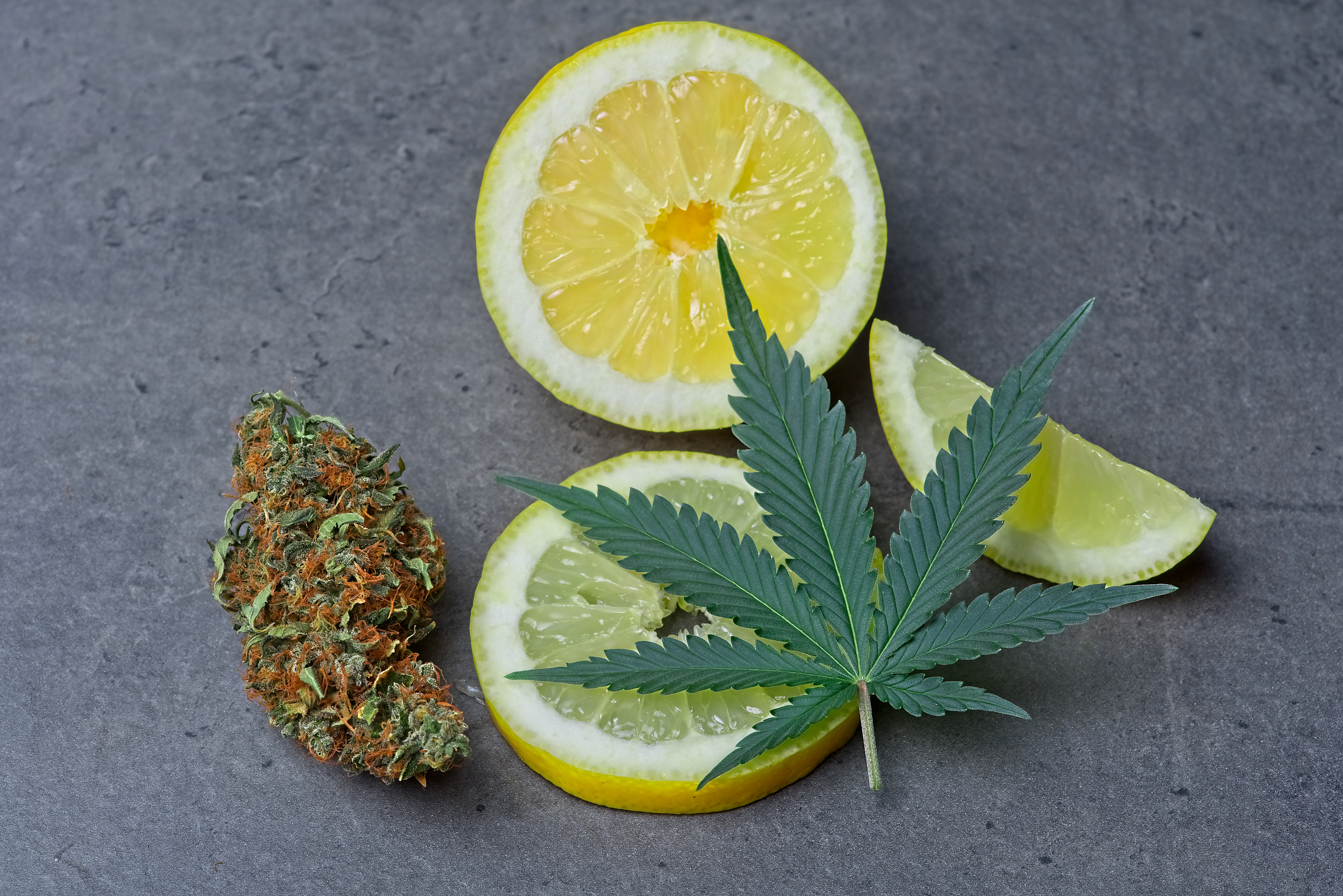 Terpeny v CBD